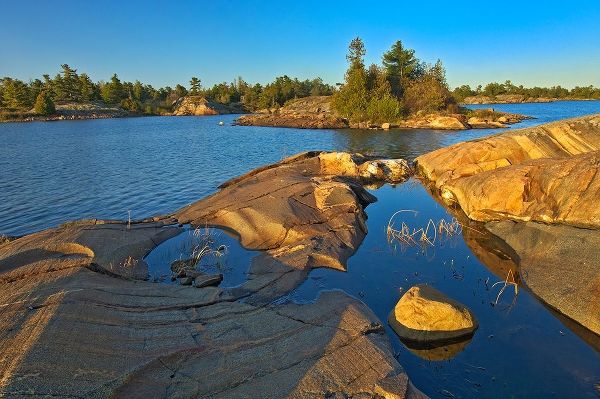 Canada-Ontario-Honey Harbour White pine tree on Precambrian shield rock